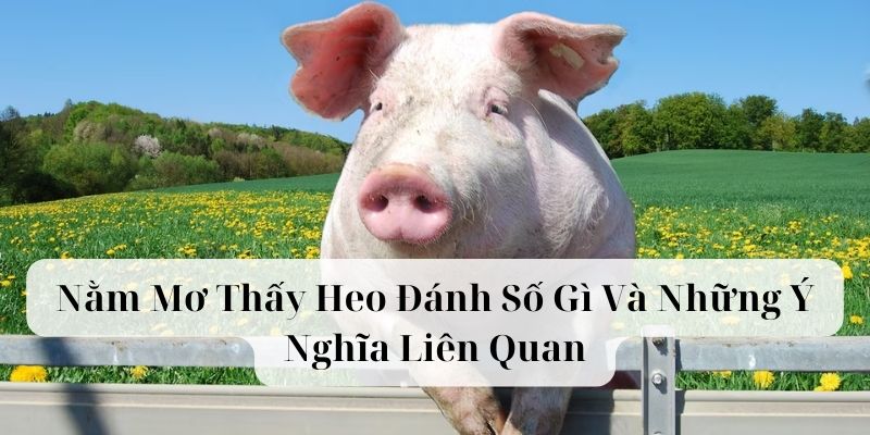 nằm mơ thấy heo đánh số gì